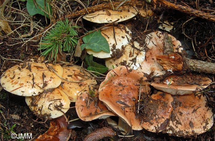 Tricholoma cedretorum type, et sa varit ochraceopallidum