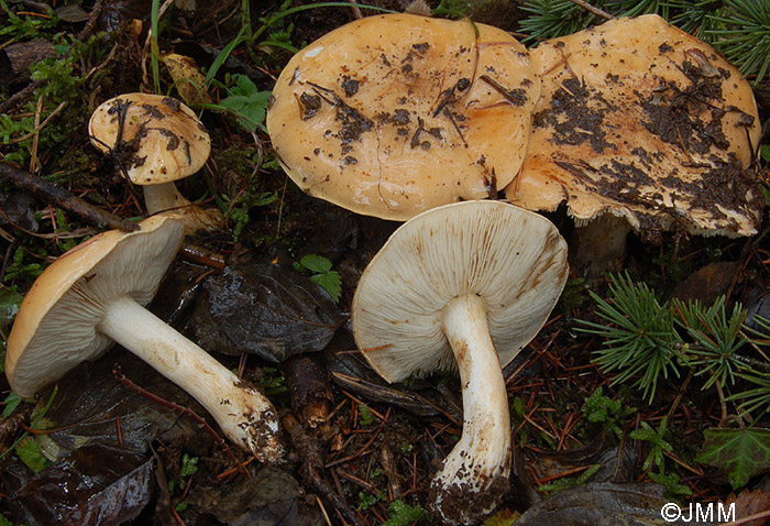 Tricholoma cedretorum var. ochraceopallidum