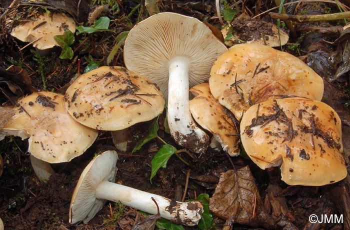 Tricholoma cedretorum var. ochraceopallidum