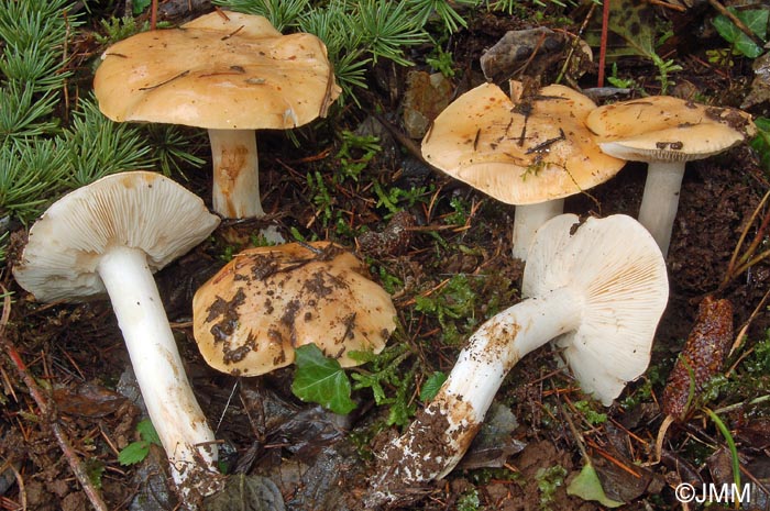 Tricholoma cedretorum var. ochraceopallidum