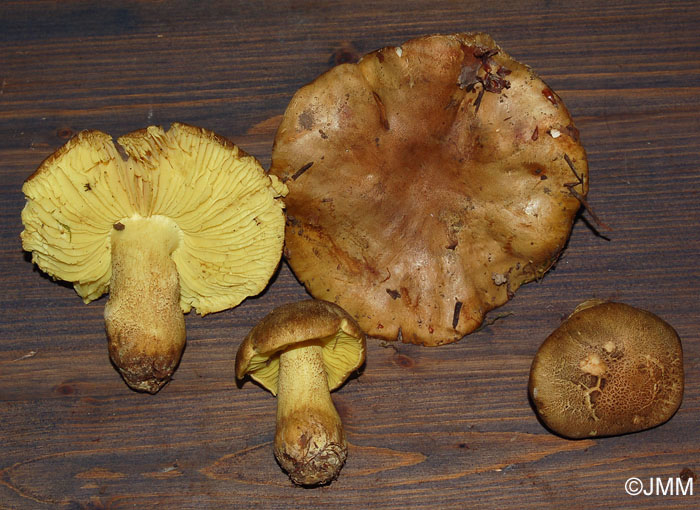 Tricholoma chrysophyllum