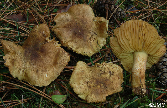 Tricholoma chrysophyllum