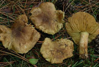 Tricholoma chrysophyllum