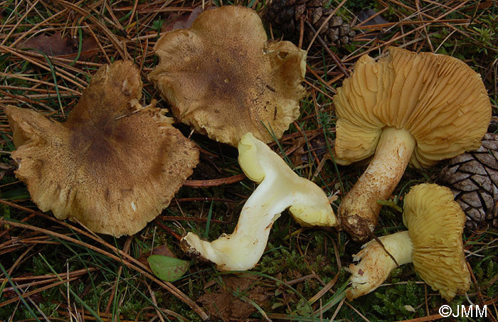 Tricholoma chrysophyllum