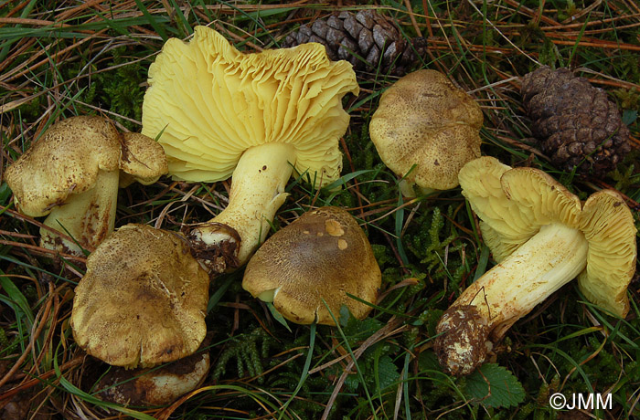 Tricholoma chrysophyllum