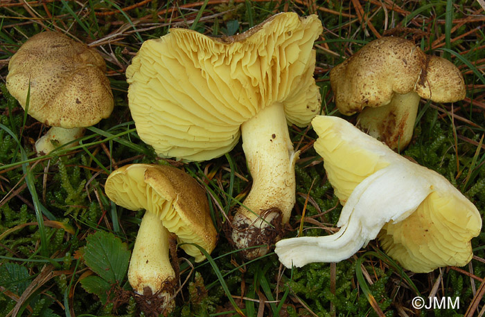 Tricholoma chrysophyllum