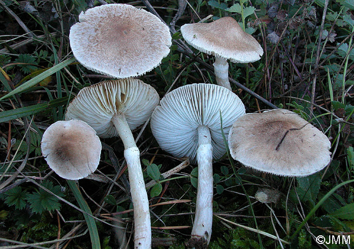 Tricholoma cingulatum