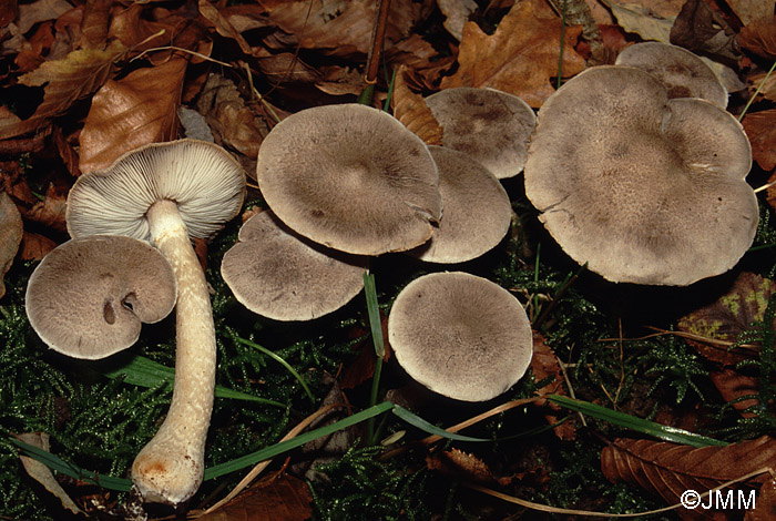 Tricholoma cingulatum