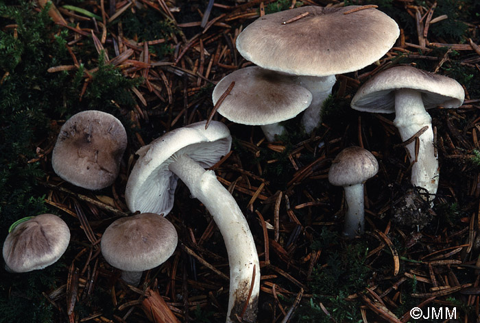 Tricholoma cingulatum