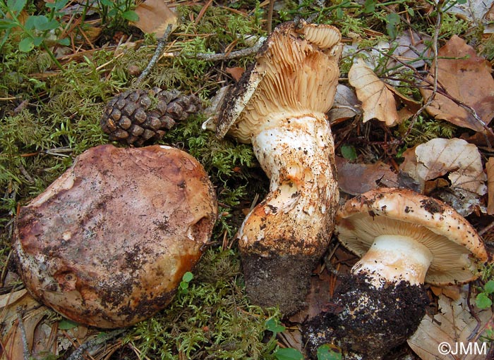 Tricholoma colossus