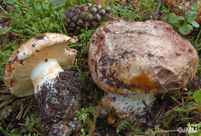 Tricholoma colossus