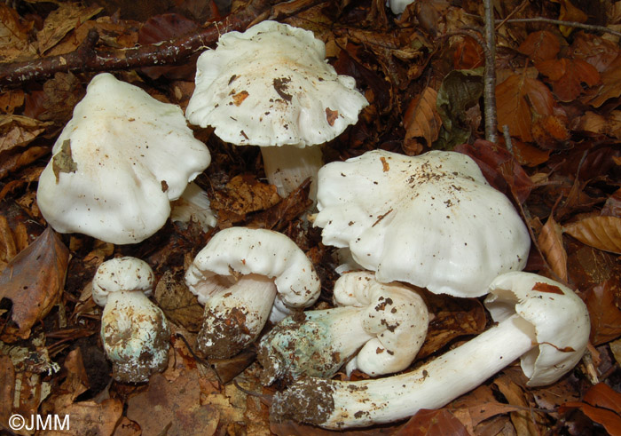 Tricholoma columbetta