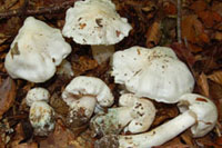 Tricholoma columbetta