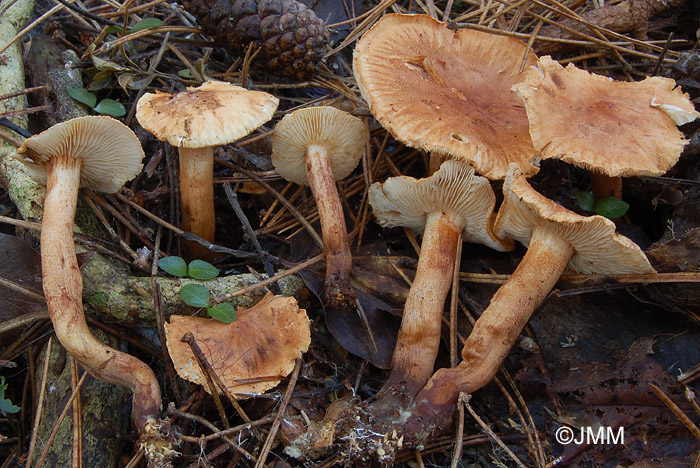 Tricholoma concolor