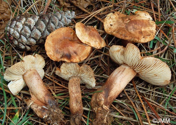 Tricholoma concolor