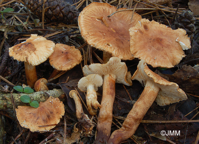 Tricholoma concolor