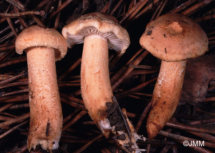 Tricholoma concolor