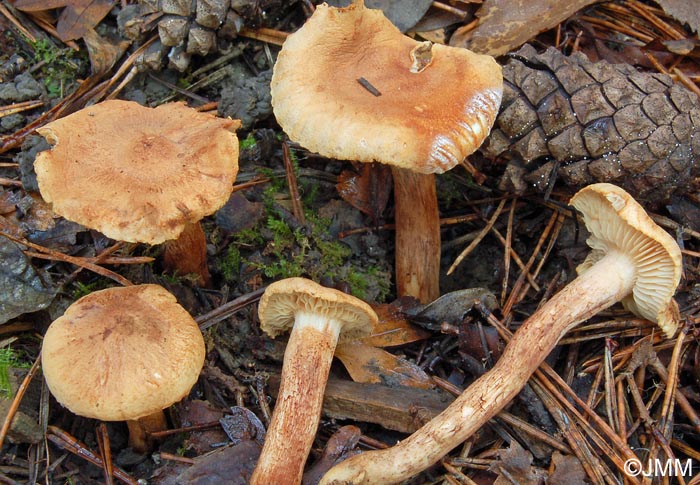 Tricholoma concolor