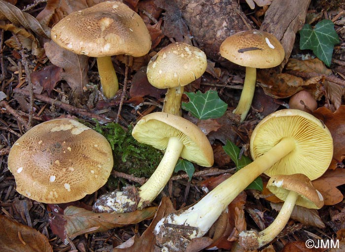 Tricholoma equestre