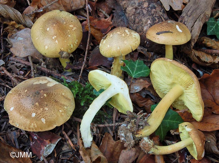 Tricholoma equestre