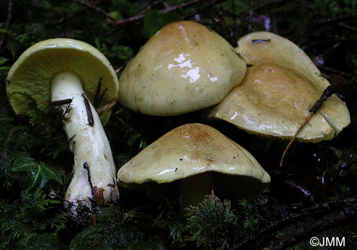 Tricholoma equestre