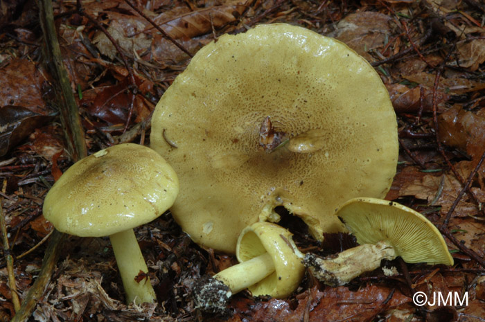 Tricholoma equestre