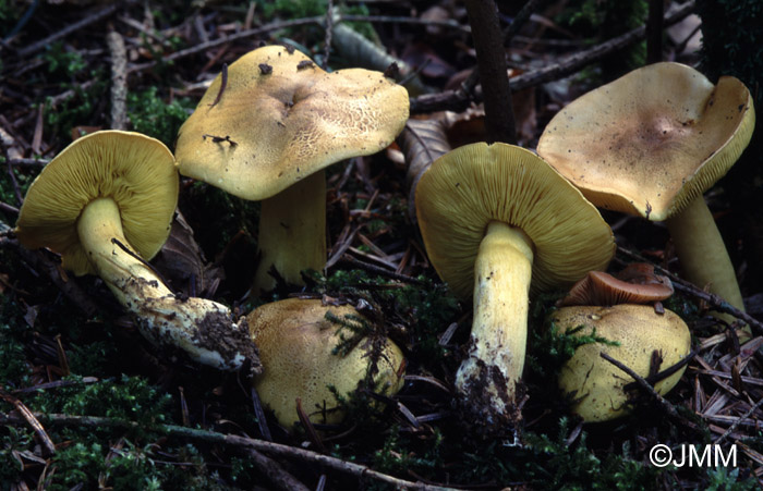 Tricholoma equestre