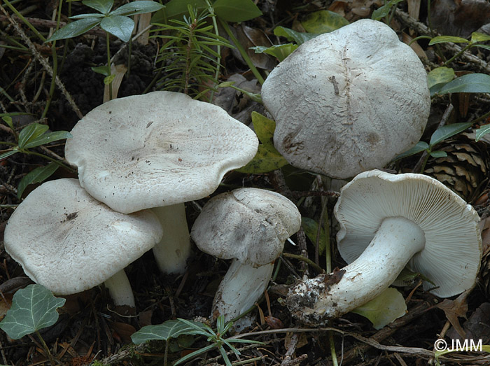 Tricholoma pardinum var. filamentosum