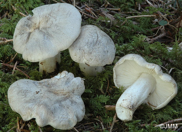 Tricholoma pardinum var. filamentosum