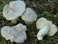 Tricholoma pardinum var. filamentosum