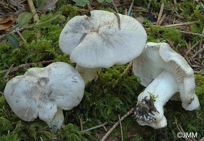 Tricholoma pardinum var. filamentosum