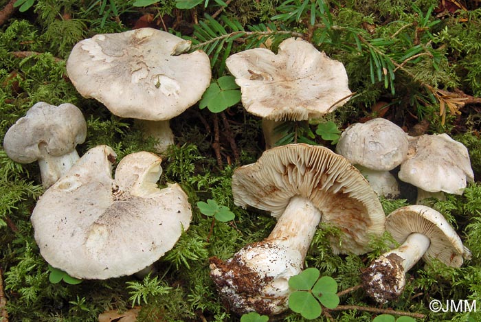 Tricholoma pardinum var. filamentosum