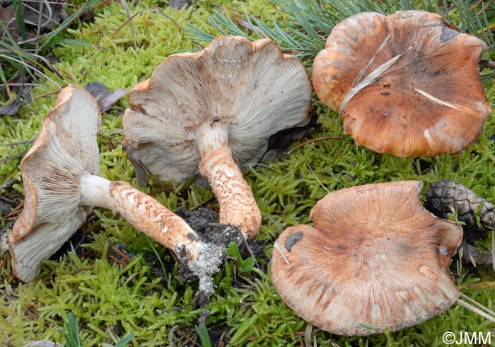 Tricholoma focale