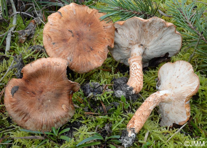 Tricholoma focale