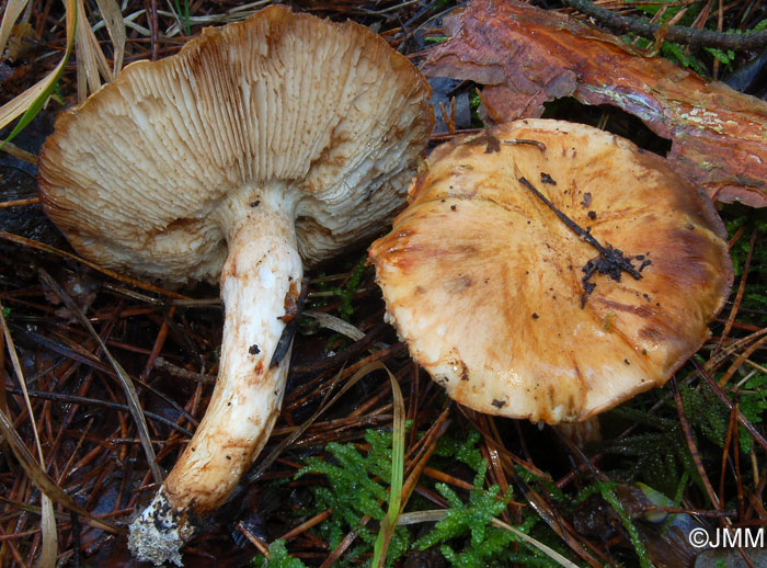 Tricholoma focale