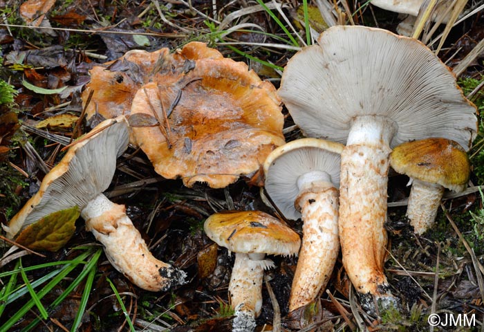 Tricholoma focale