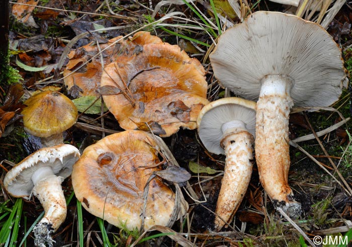 Tricholoma focale