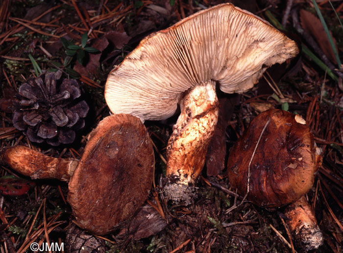 Tricholoma focale var. caussetta