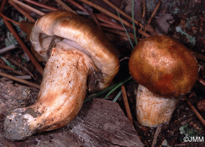 Tricholoma focale var. caussetta