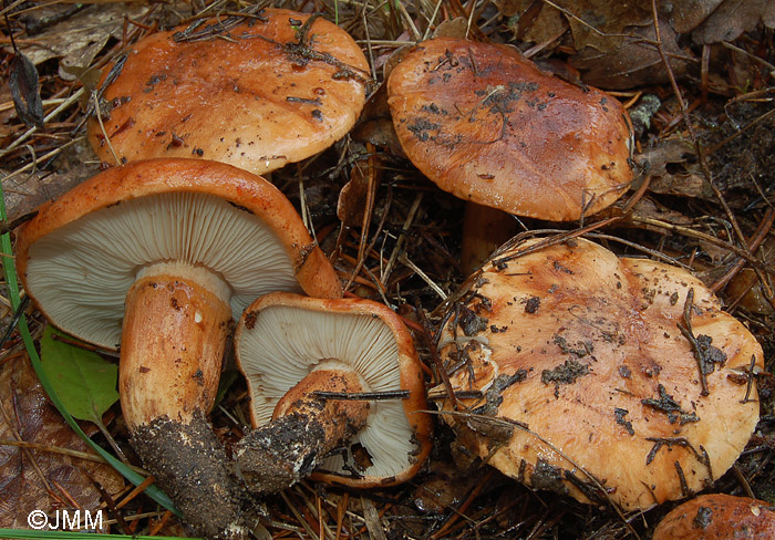 Tricholoma batschii = Tricholoma fractitum