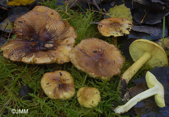 Tricholoma frondosae