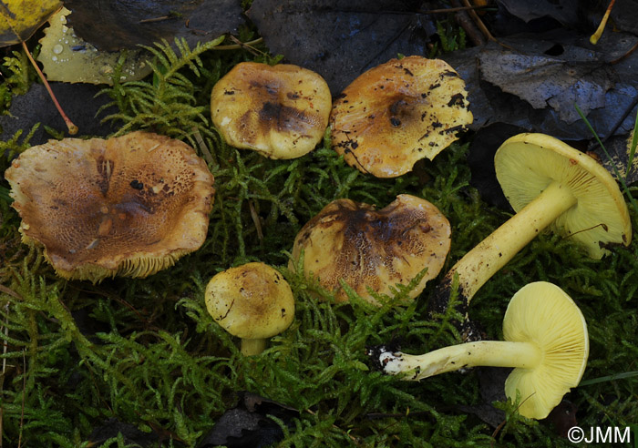 Tricholoma frondosae