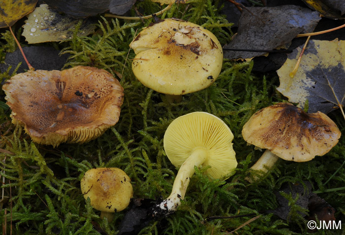 Tricholoma frondosae