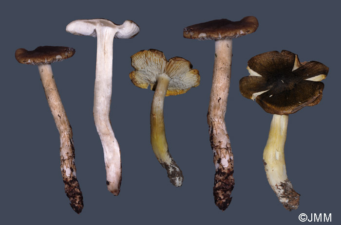 Tricholoma fucatum var. subglobisporum