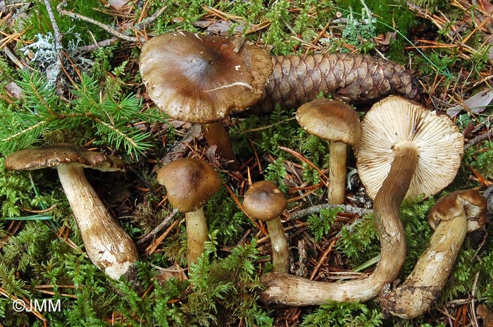 Tricholoma fucatum