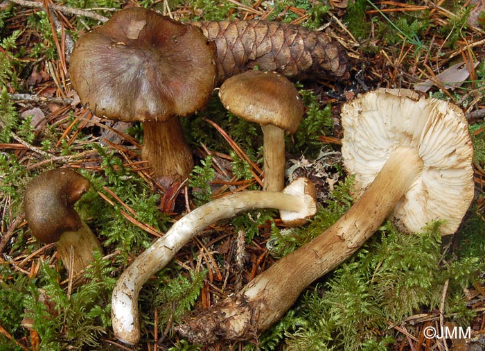 Tricholoma fucatum