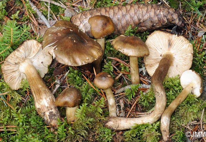 Tricholoma fucatum