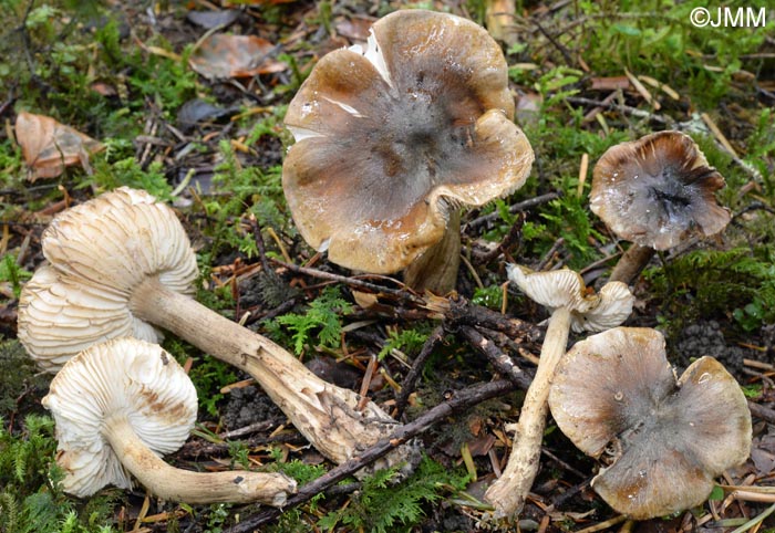 Tricholoma fucatum