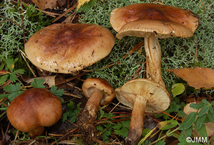 Tricholoma fulvum