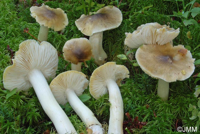 Tricholoma guldeniae